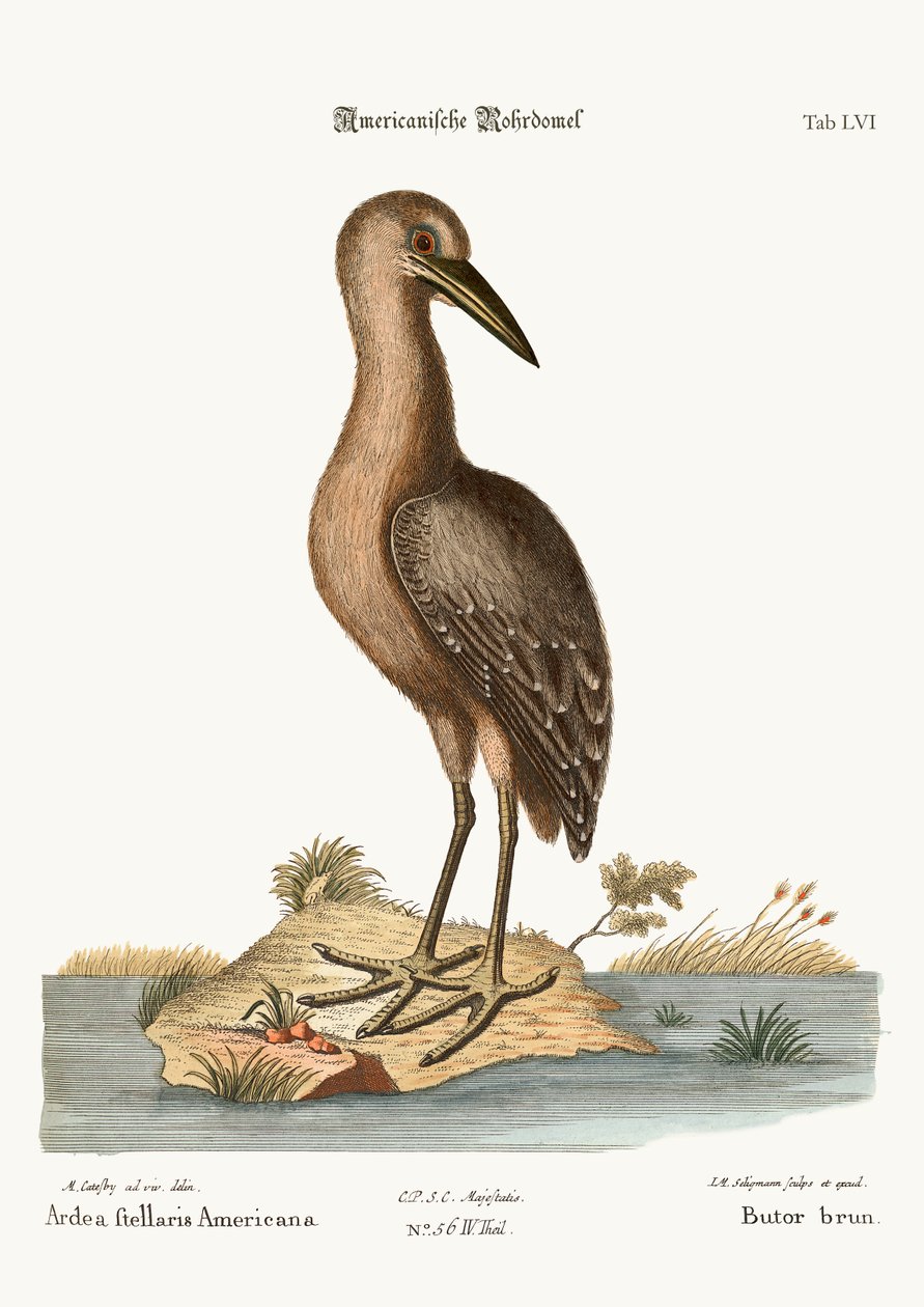 Den bruna Bittern, 1749-73 av Mark Catesby