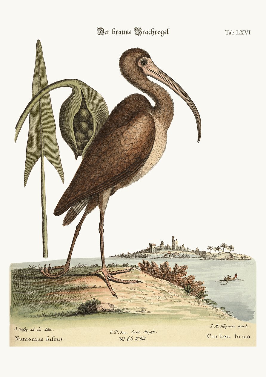 Den bruna curlew, 1749-73 av Mark Catesby