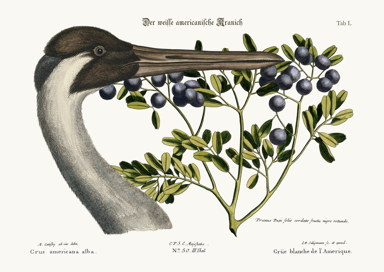 Hoopkranen, 1749-73 av Mark Catesby