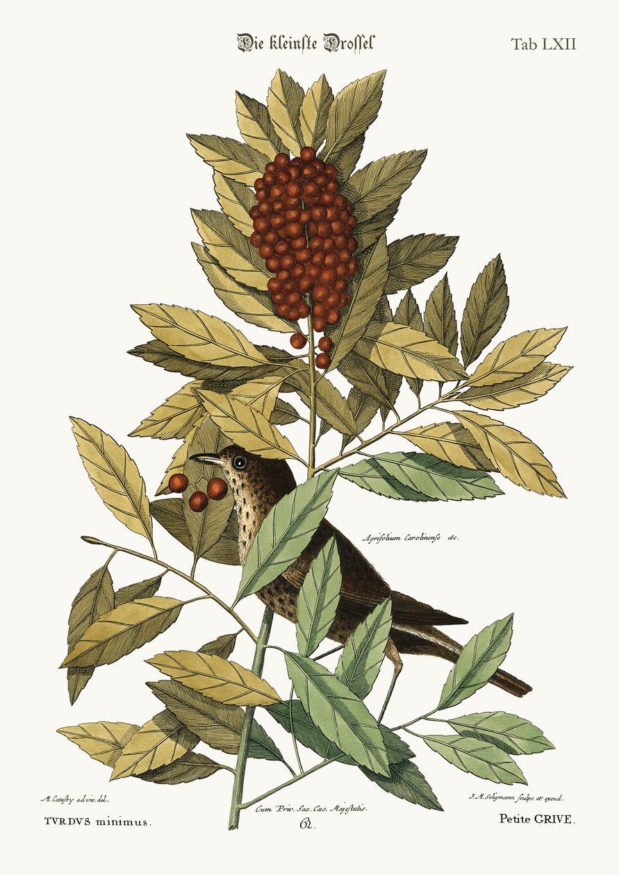 Den lilla drosseln, 1749-73 av Mark Catesby