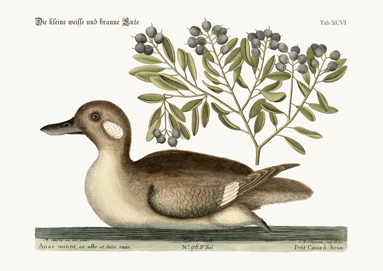 Den lilla bruna ankan, 1749-73 av Mark Catesby