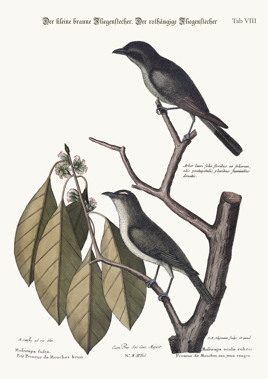 Den lilla bruna flugsnapparen. Den rödögda flugsnapparen, 1749-73 av Mark Catesby