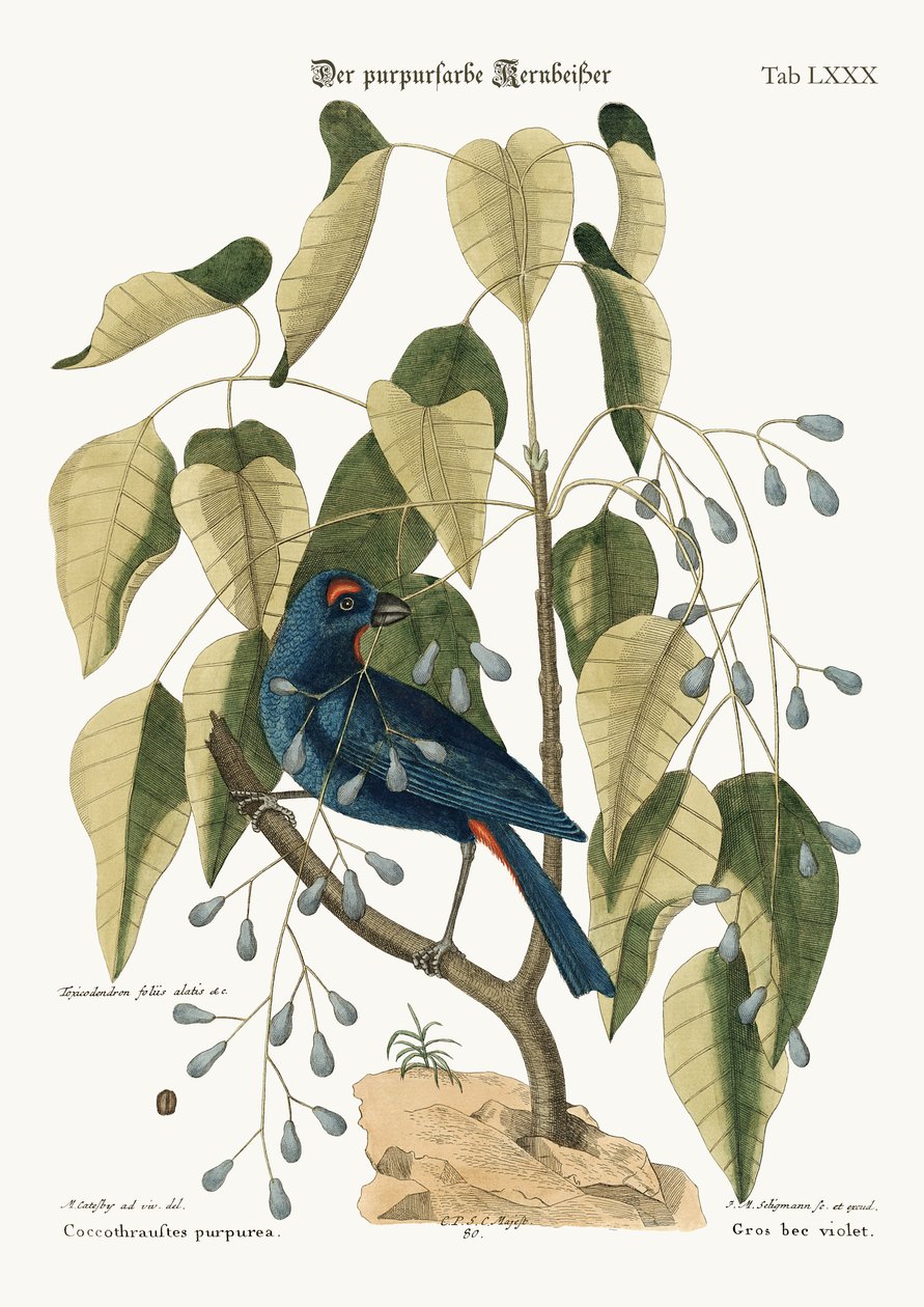 Den purpurfärgade grovnäbben, 1749-73 av Mark Catesby