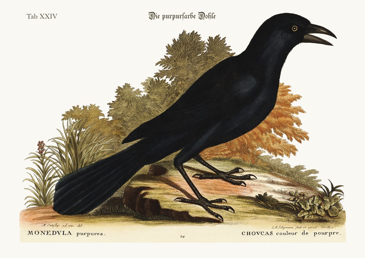 Den lila Jack-Daw, 1749-73 av Mark Catesby