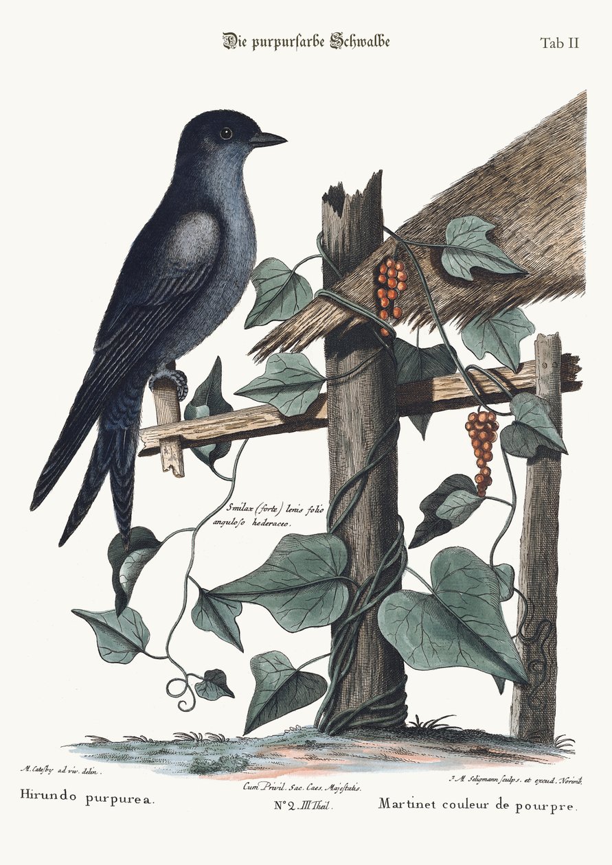 Den lila Martin, 1749-73 av Mark Catesby