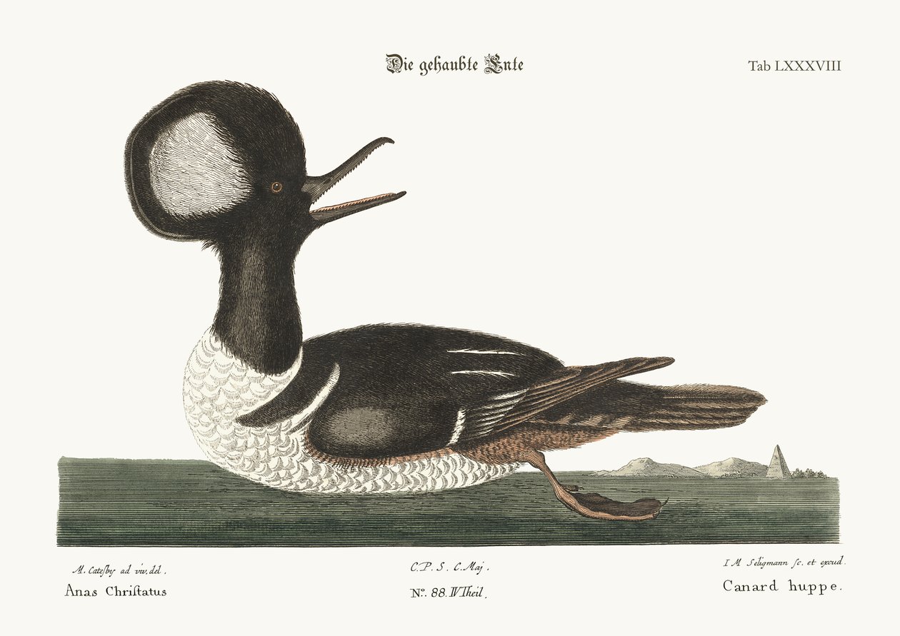 Den rundkrönade ankan, 1749-73 av Mark Catesby