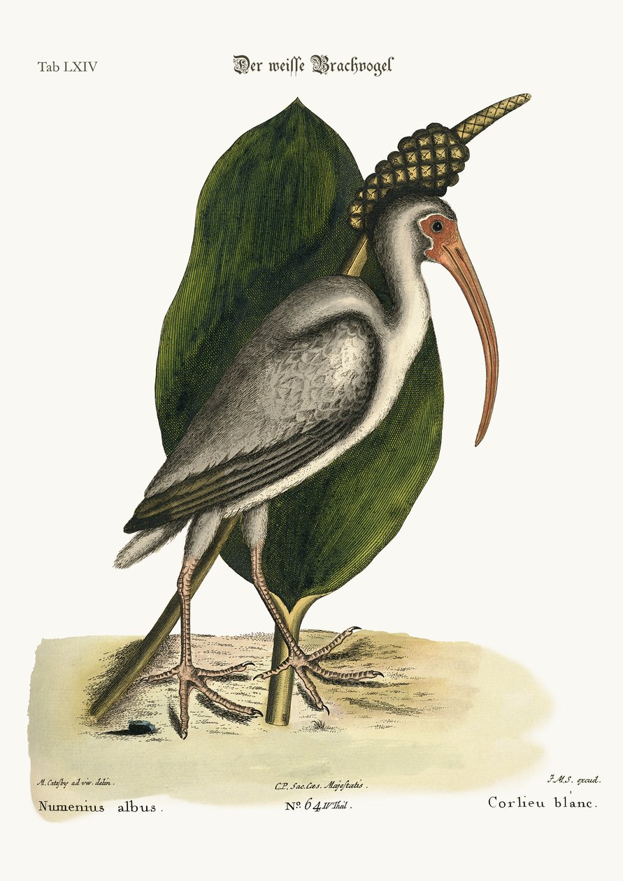 Den vita Curlew, 1749-73 av Mark Catesby