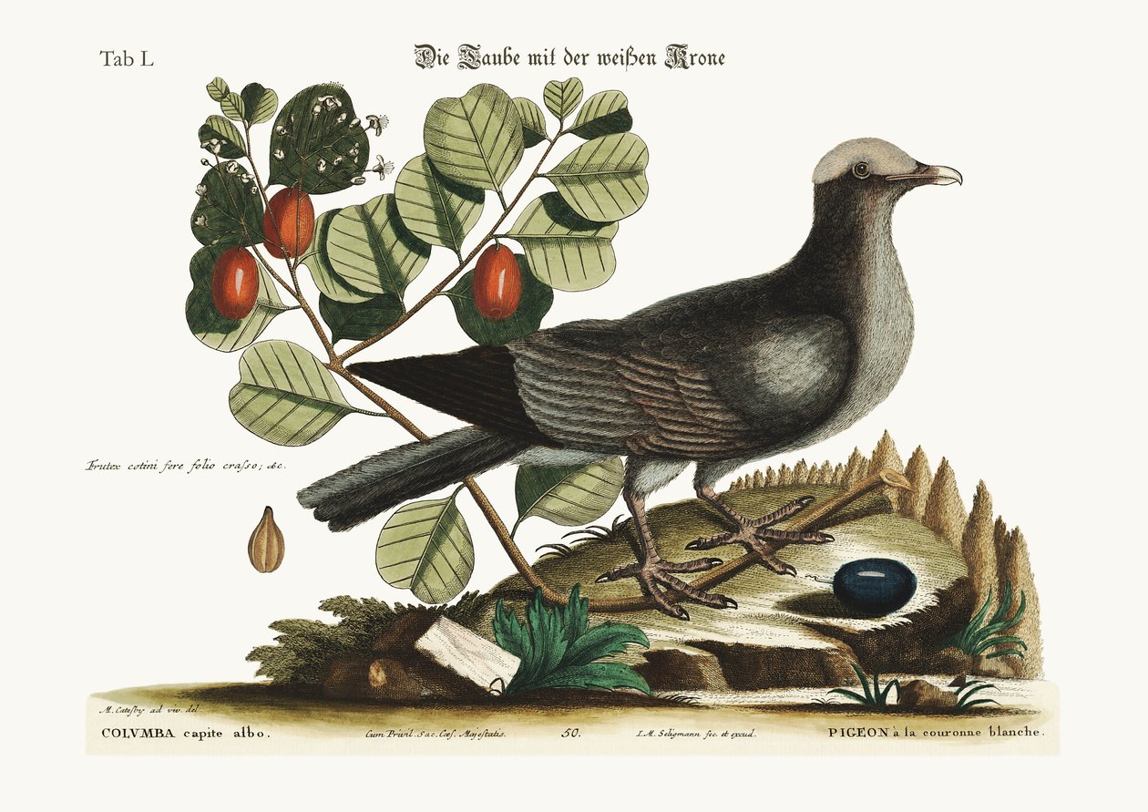 Den vitkrönta duvan, 1749-73 av Mark Catesby