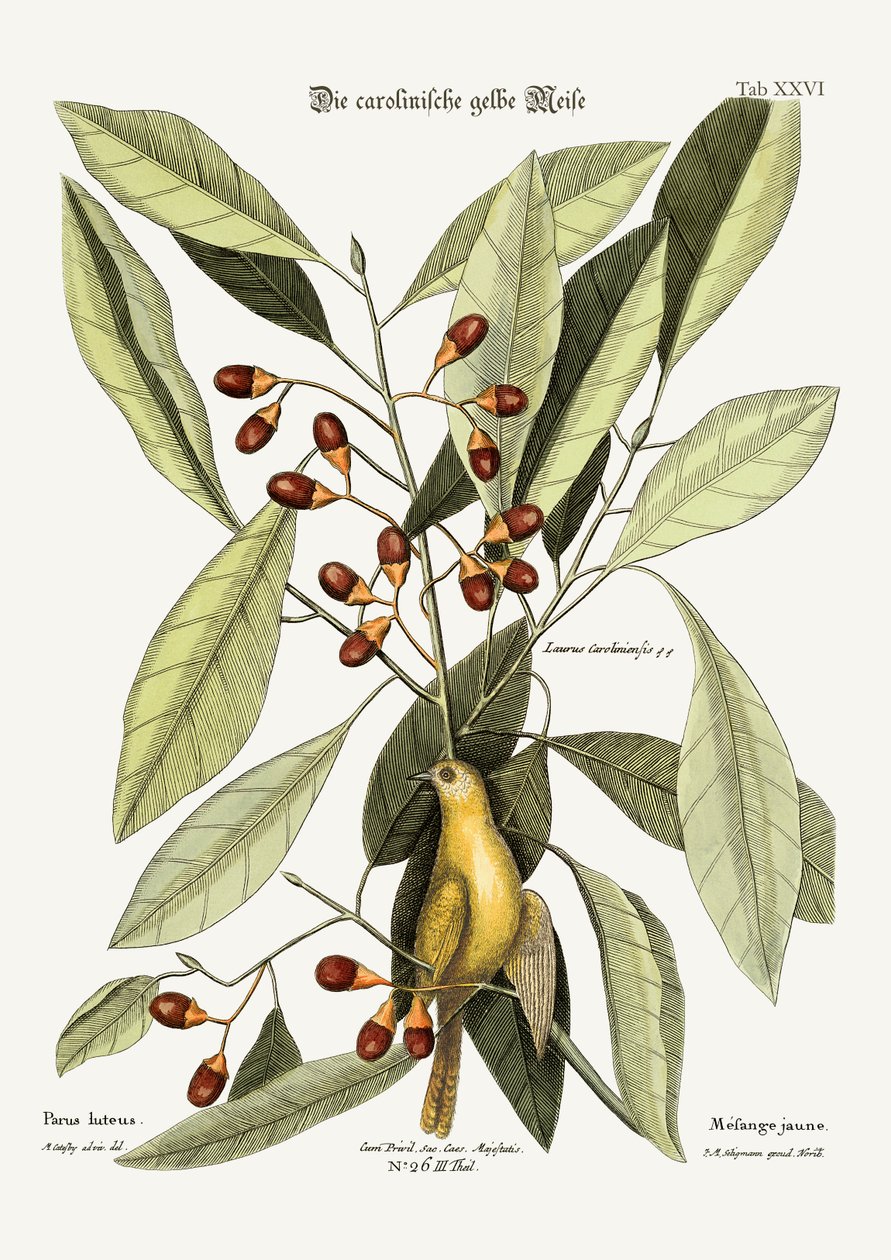 Den gula mesen, 1749-73 av Mark Catesby