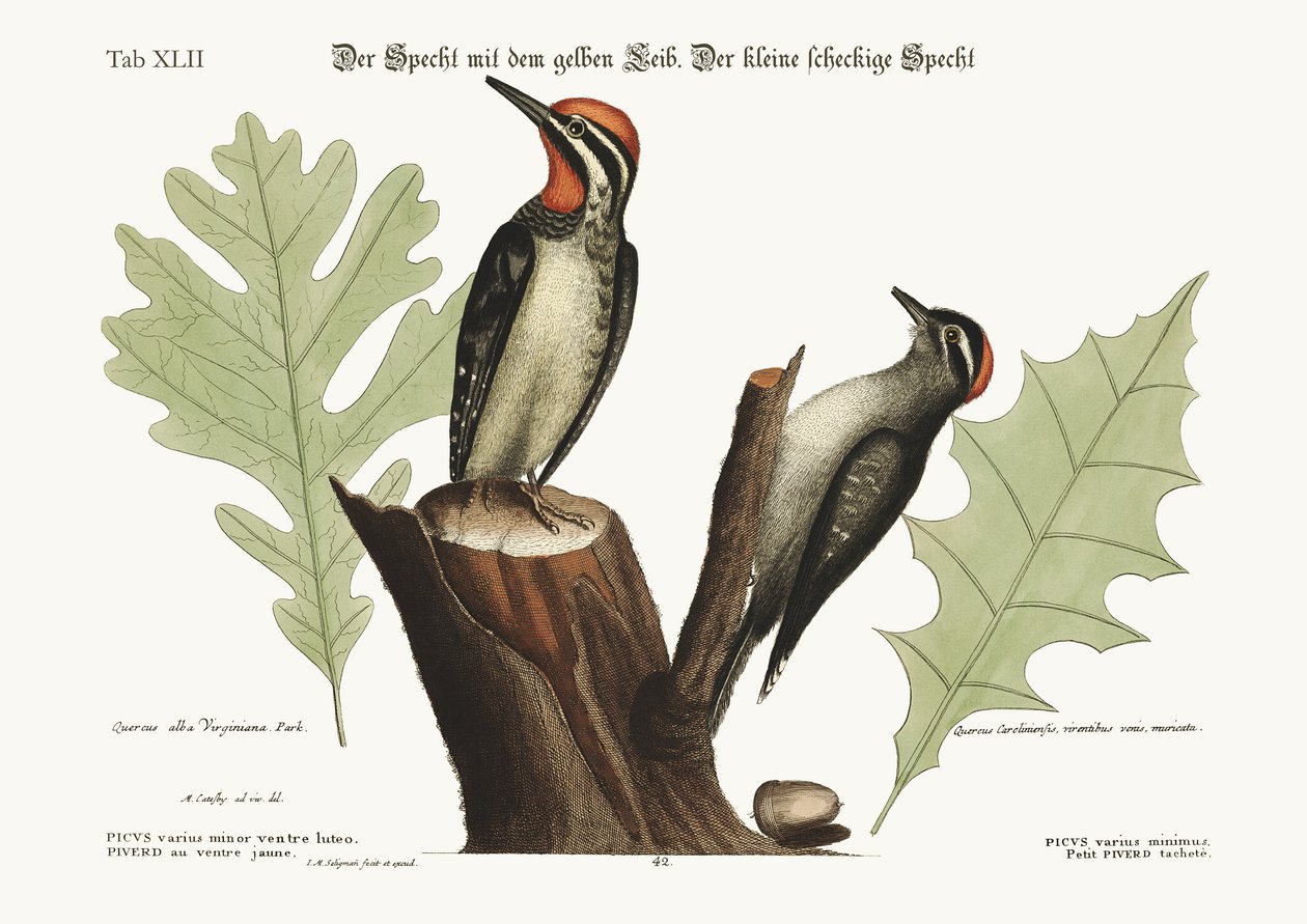 Den gulbukiga hackspetten. Den minsta hackspetten, 1749-73 av Mark Catesby