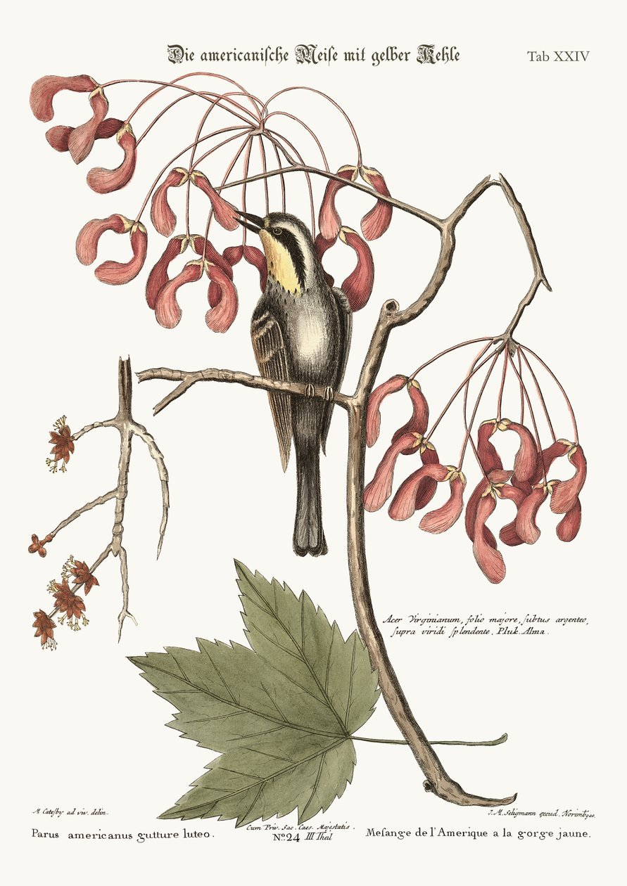 Den gulstrupiga krypven, 1749-73 av Mark Catesby