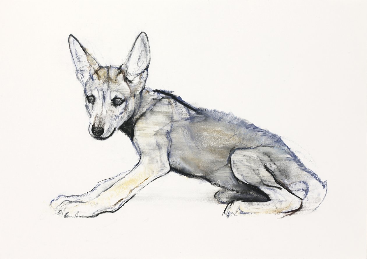 Adolescent Arabian Wolf Pup, 2009 (conte und charcoal på papper) av Mark Adlington