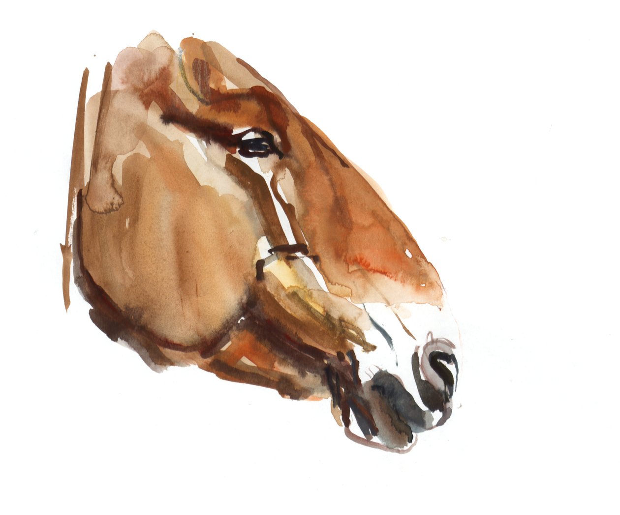 Ancient Head (Przewalski) 2012, (akvarell på papper) av Mark Adlington