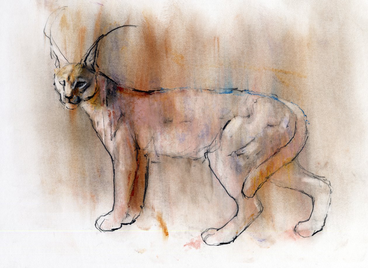 Arabian Caracal, 2009 (conte und charcoal på papper) av Mark Adlington