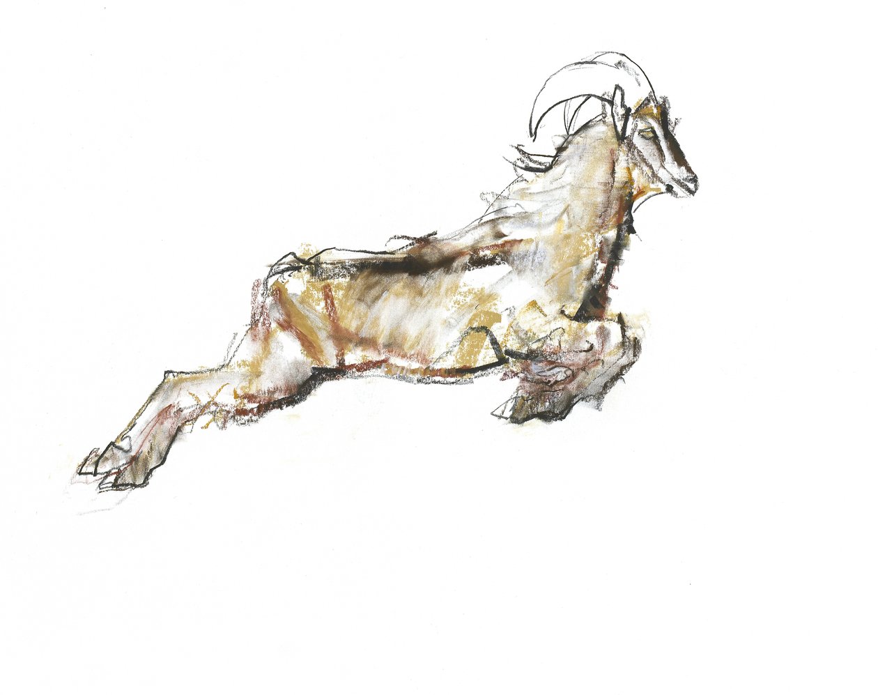 Arabian Tahr, 2009 (conte och kol på papper) av Mark Adlington