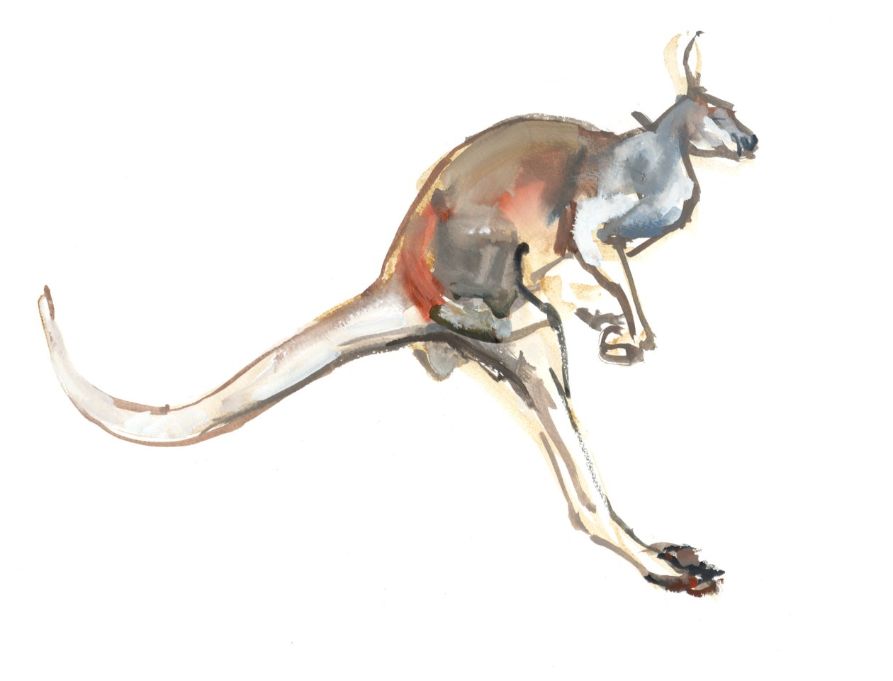 Boing, (Red Kangaroo), 2012, (akvarell och pigment på papper) av Mark Adlington