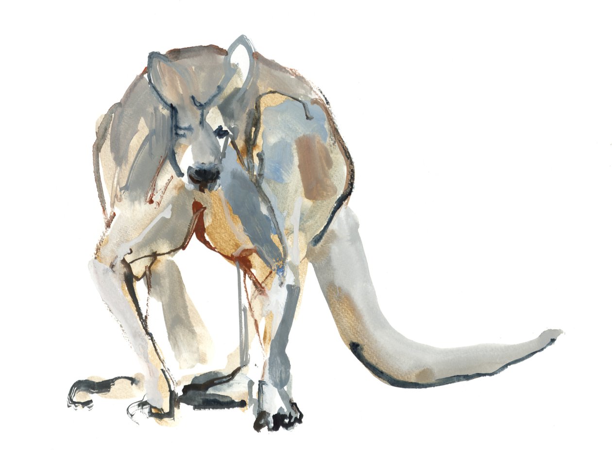Boxer (Red Kangaroo), 2012, (akvarell och pigment på papper) av Mark Adlington