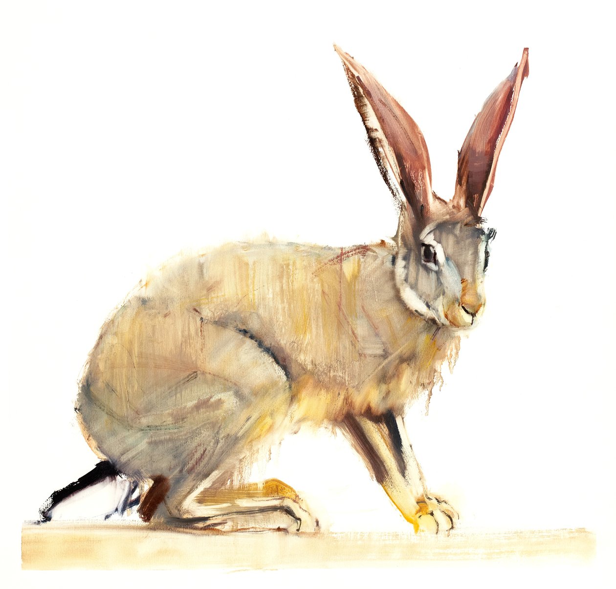 Cape Hare, 2010 (olja på papper) av Mark Adlington