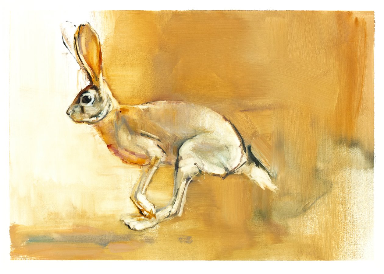 Cape Hare, 2010 (olja på papper) av Mark Adlington