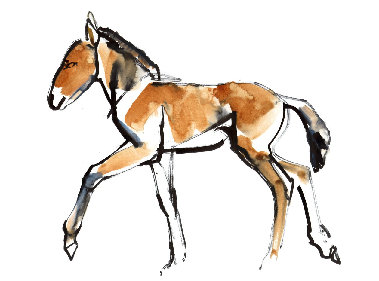 Colt (Przewalski), 2013 (sennelier bläck, akvarell och gouache) av Mark Adlington