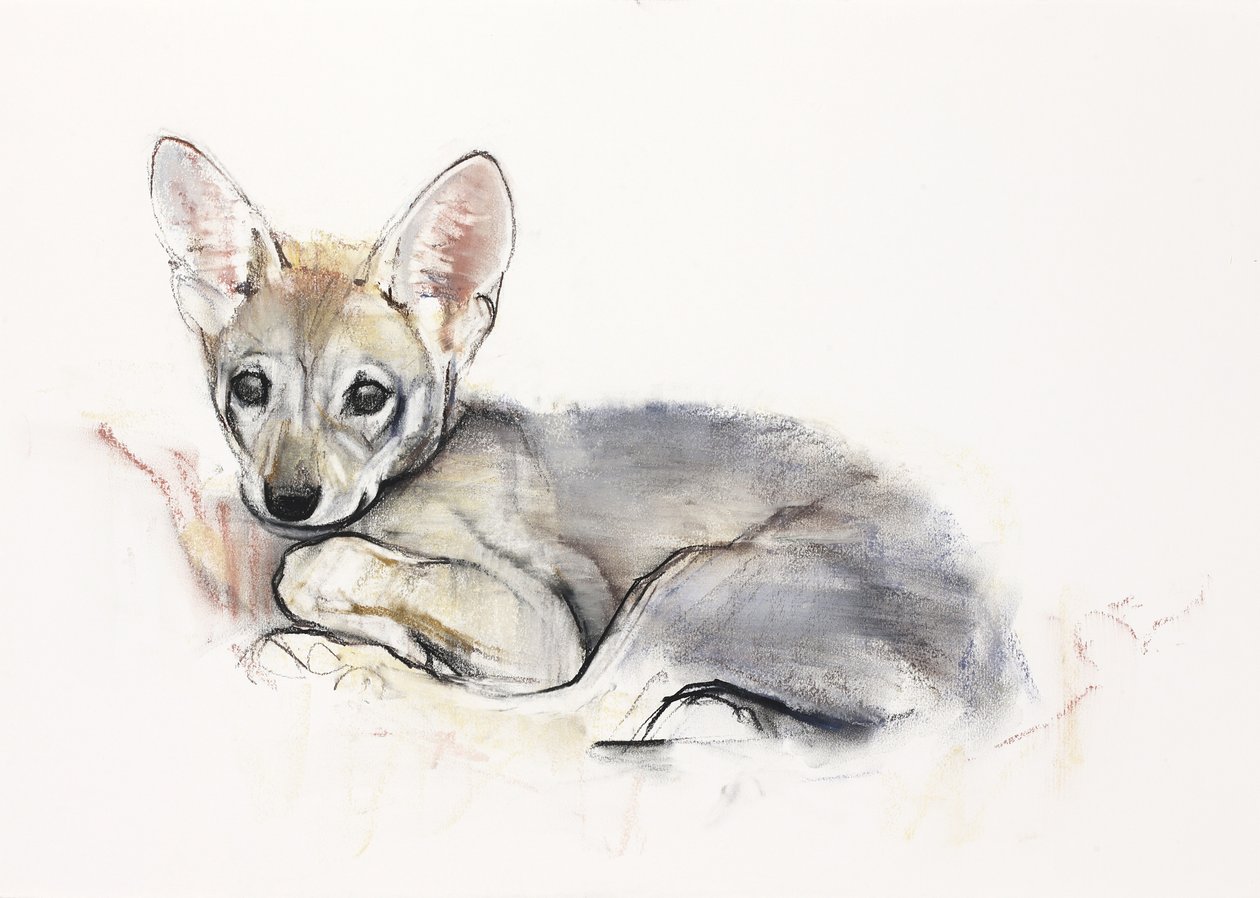 Curled Arabian Wolf Pup, 2009 (conte und charcoal på papper) av Mark Adlington