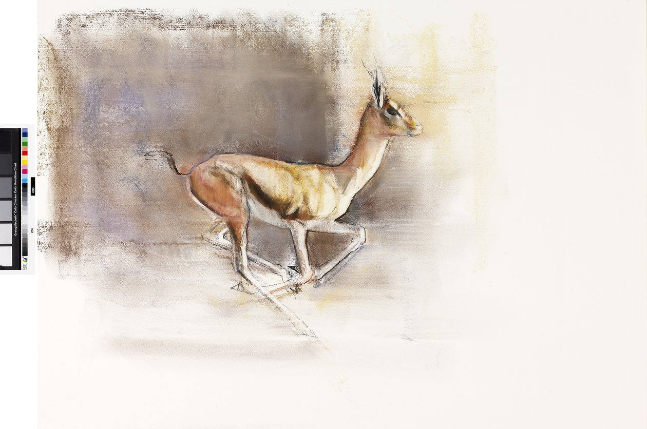 Desert Wind (arabisk gasell), 2010 (olja på papper) av Mark Adlington
