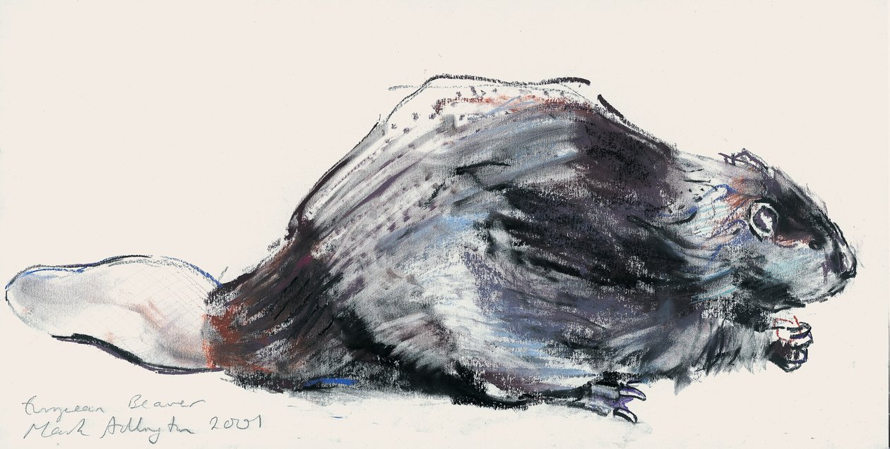 European Beaver (studie) 2001 (charcoal und conte på papper) av Mark Adlington