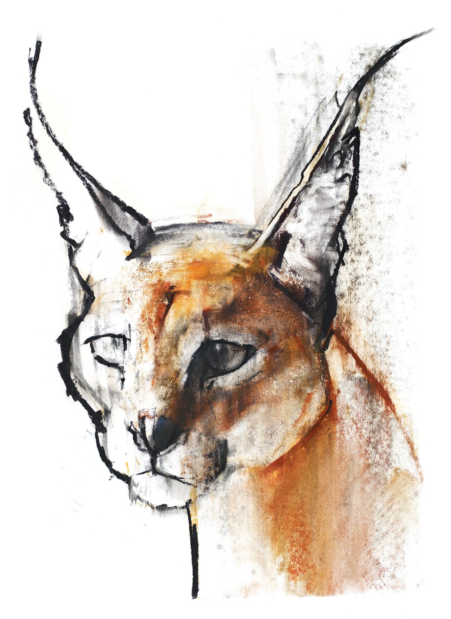 Feline (Arabian Caracal), 2009 (conte und charcoal på papper) av Mark Adlington