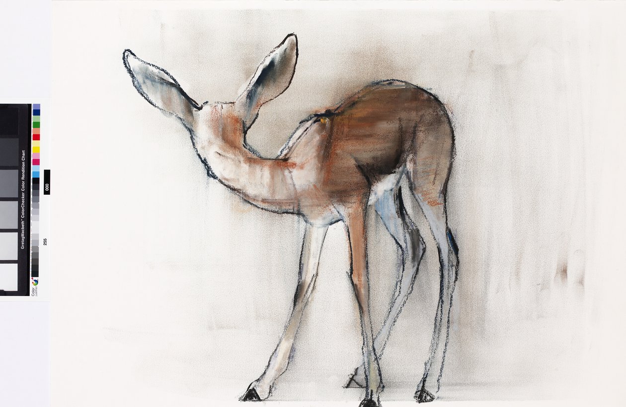 Gazelle Fawn (Arabian Gazelle) 2010 (olja på papper) av Mark Adlington