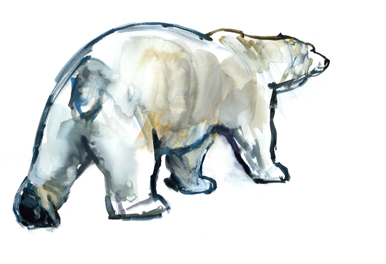 Glacier Mint (isbjörn), 2013, (akvarell och gouache på papper) av Mark Adlington