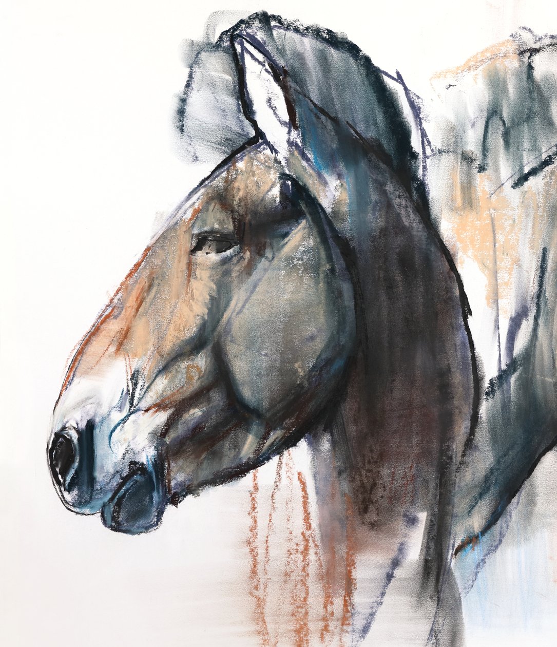 Head Study, Przewalski, 2013, (detalj), (pastell och kol på papper) av Mark Adlington