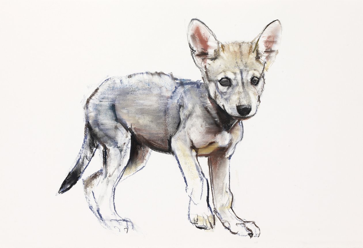 Hesitating Arabian Wolf Pup, 2009 (conte und charcoal på papper) av Mark Adlington