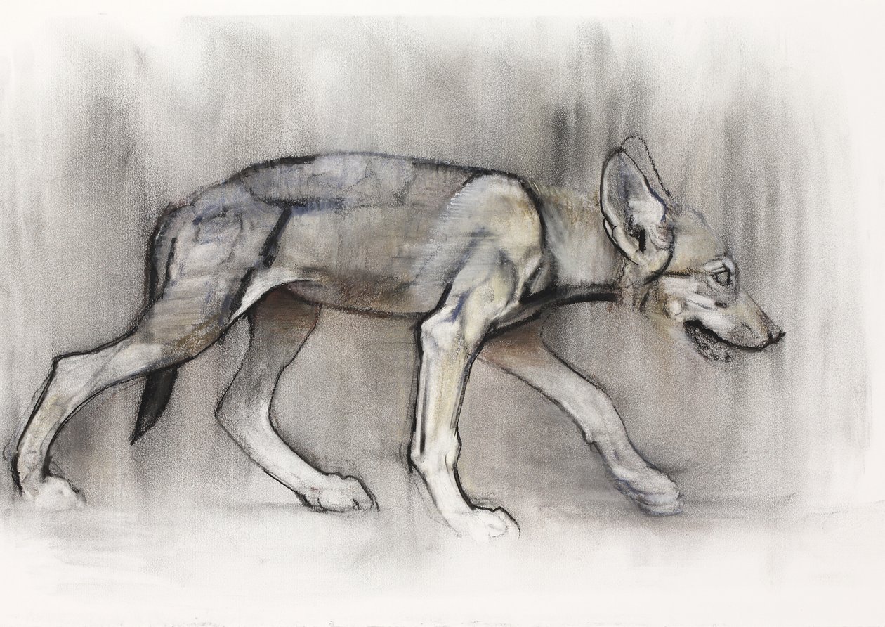 Lean Pup (arabisk varg), 2009 (conte und charcoal på papper) av Mark Adlington