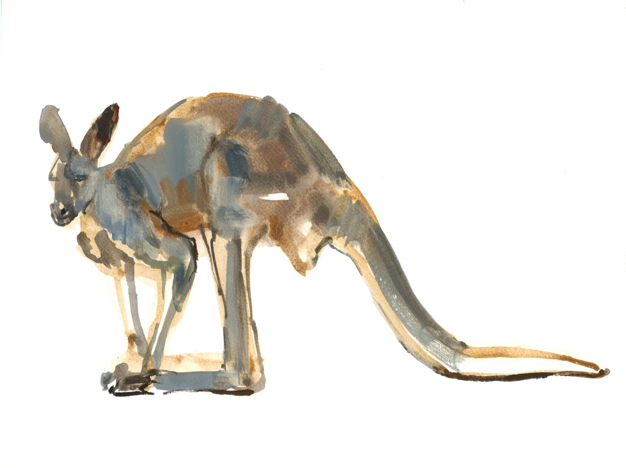 Ochre Dusted, (Red Kangaroo), 2012, (akvarell och pigment på papper) av Mark Adlington