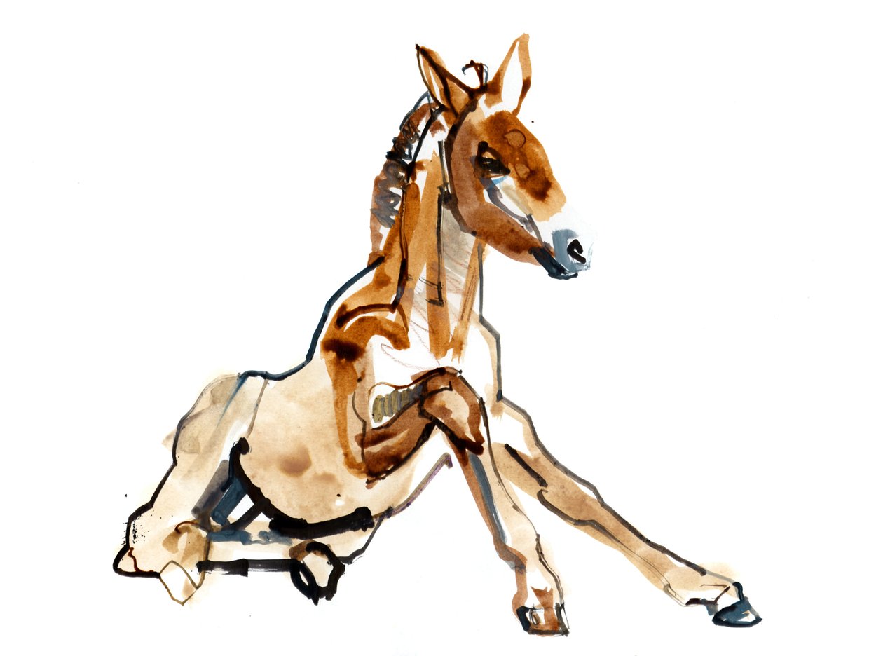 Ochre Foal (Przewalski), 2013 (sennelier bläck, akvarell och gouache) av Mark Adlington