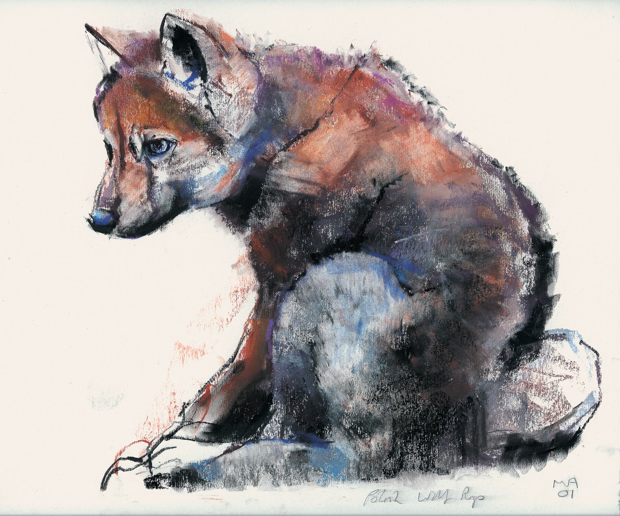 Polish Wolf Pup, 2001 (charcoal und conte på papper) av Mark Adlington