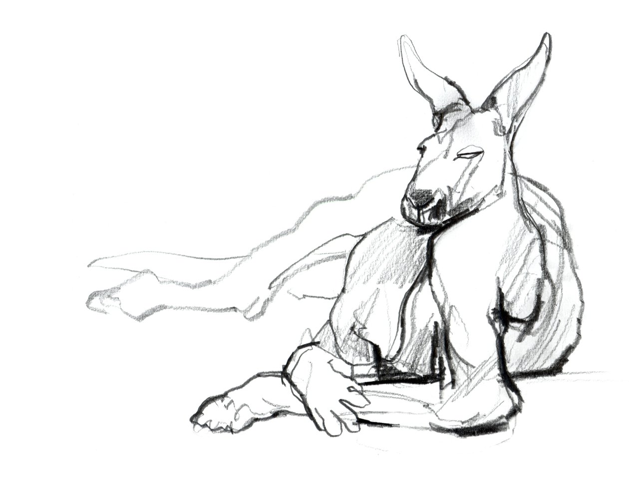 Vila idrottare (röd känguru), 2012, (grafit på papper) av Mark Adlington