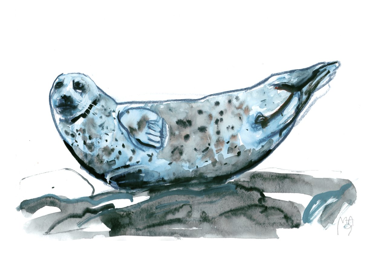 Rocky (säl), 2019 av Mark Adlington