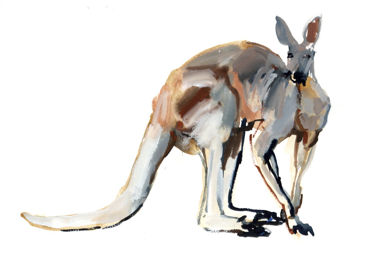 Roo, (Röd Kangaroo), 2012, (akvarell och pigment på papper) av Mark Adlington