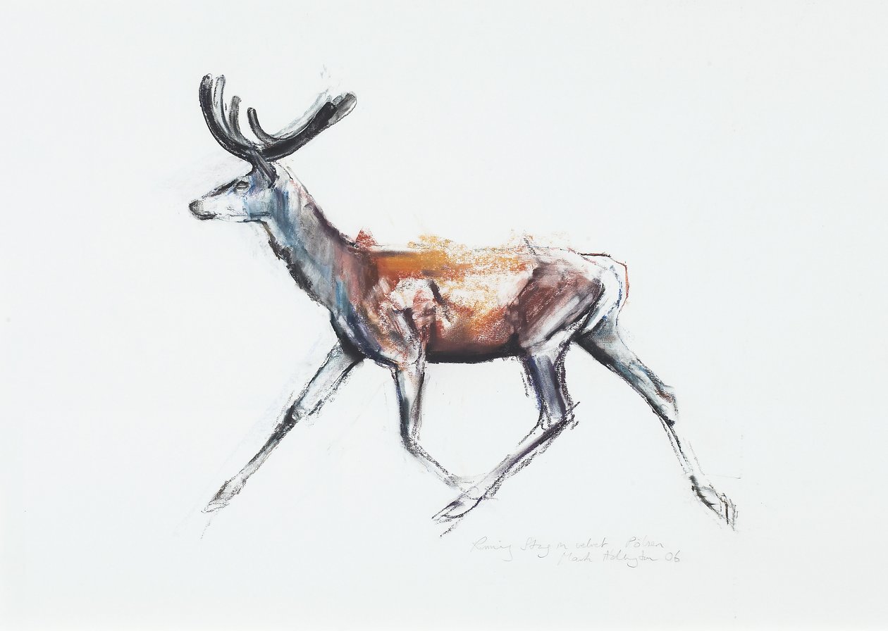 Running Stag i sammet, Polsen, 2006 (charcoal und conte på papper) av Mark Adlington