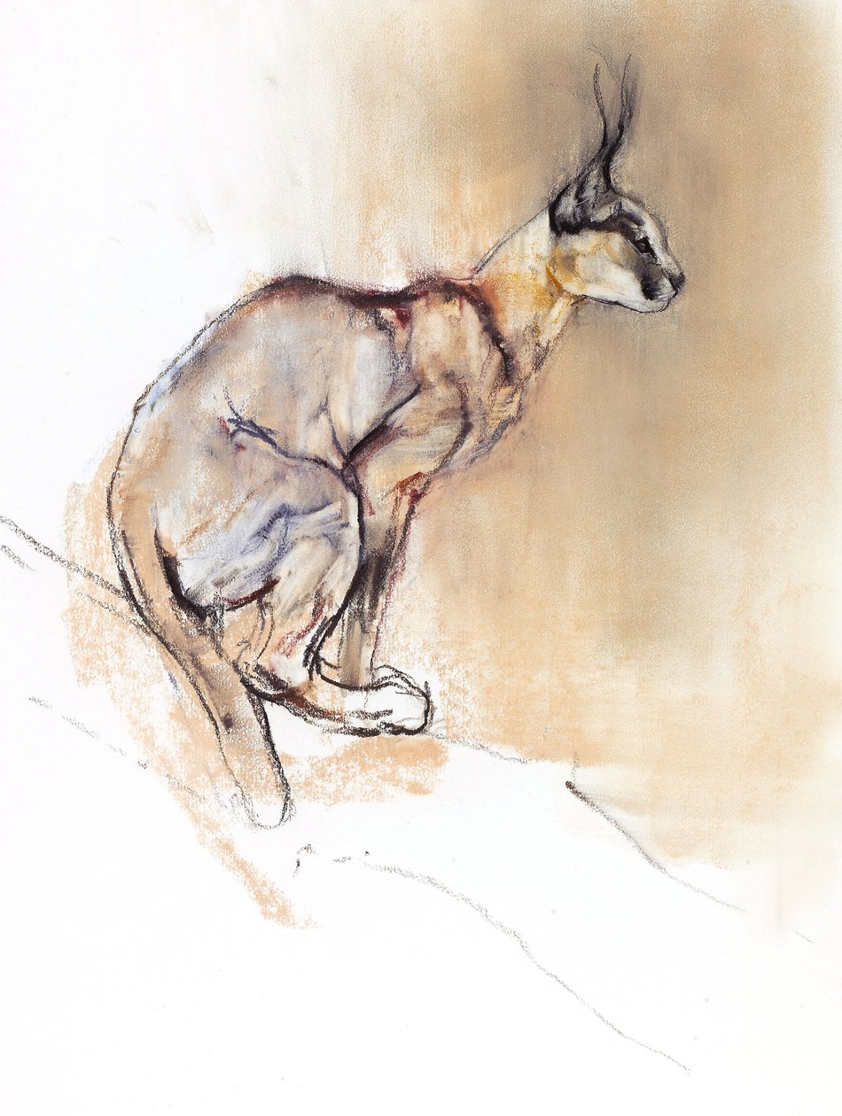 Sittande Caracal, 2009 (conte und charcoal på papper) av Mark Adlington