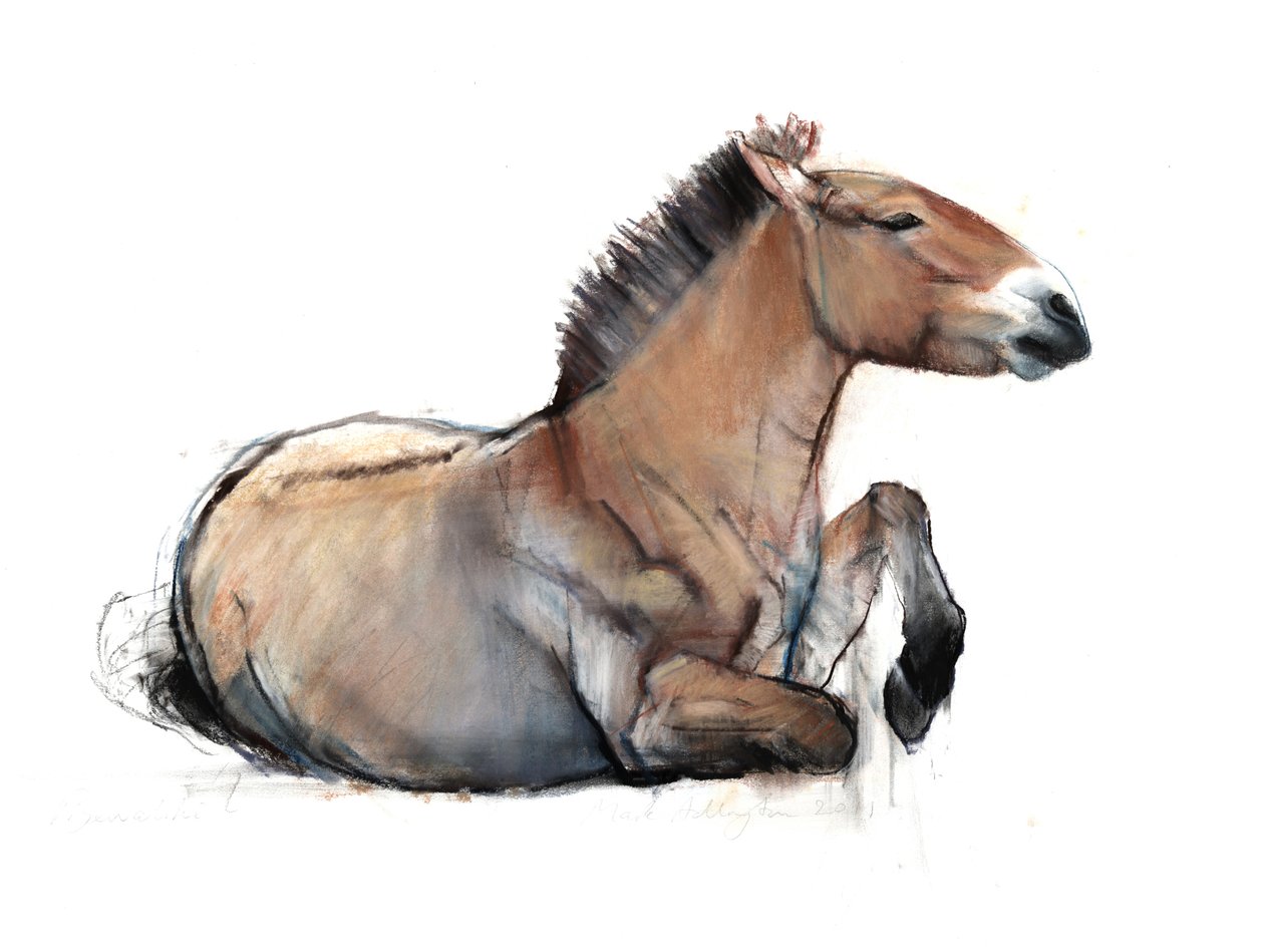 Sittande Przewalski, 2011, (kol, conté och pastell på papper) av Mark Adlington