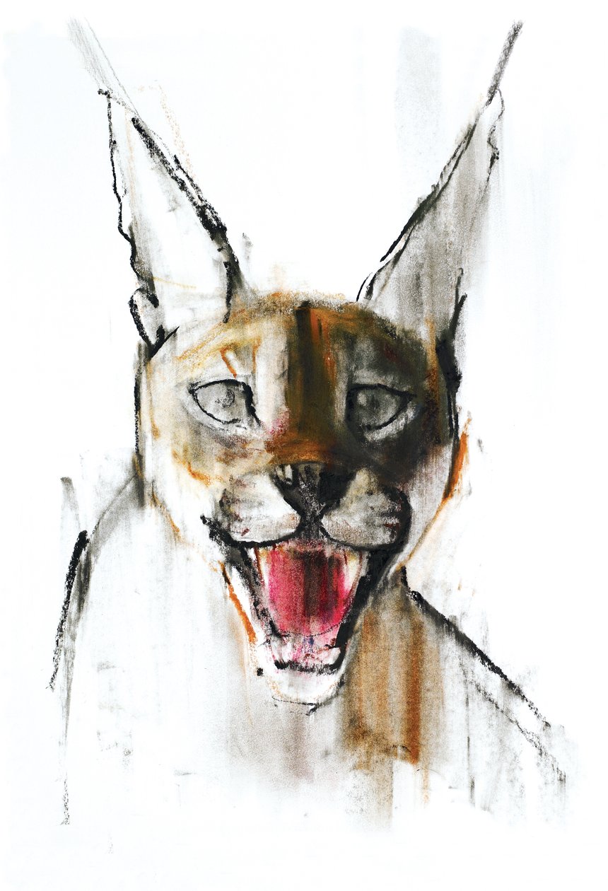 Snarl (Arabian Caracal), 2009 (conte und charcoal på papper) av Mark Adlington