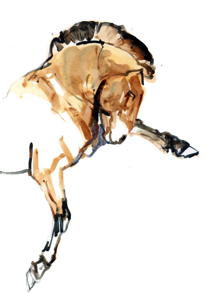 Stallion (Przewalski), 2013 (sennelier bläck, akvarell och gouache) av Mark Adlington