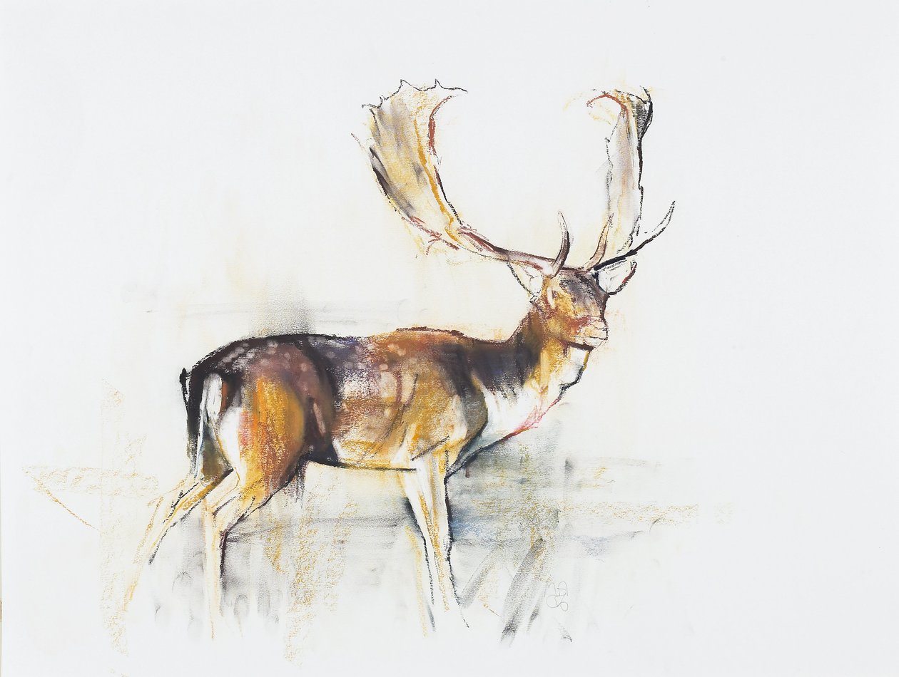 Studie av en hjort (charcoal und conte på papper) av Mark Adlington
