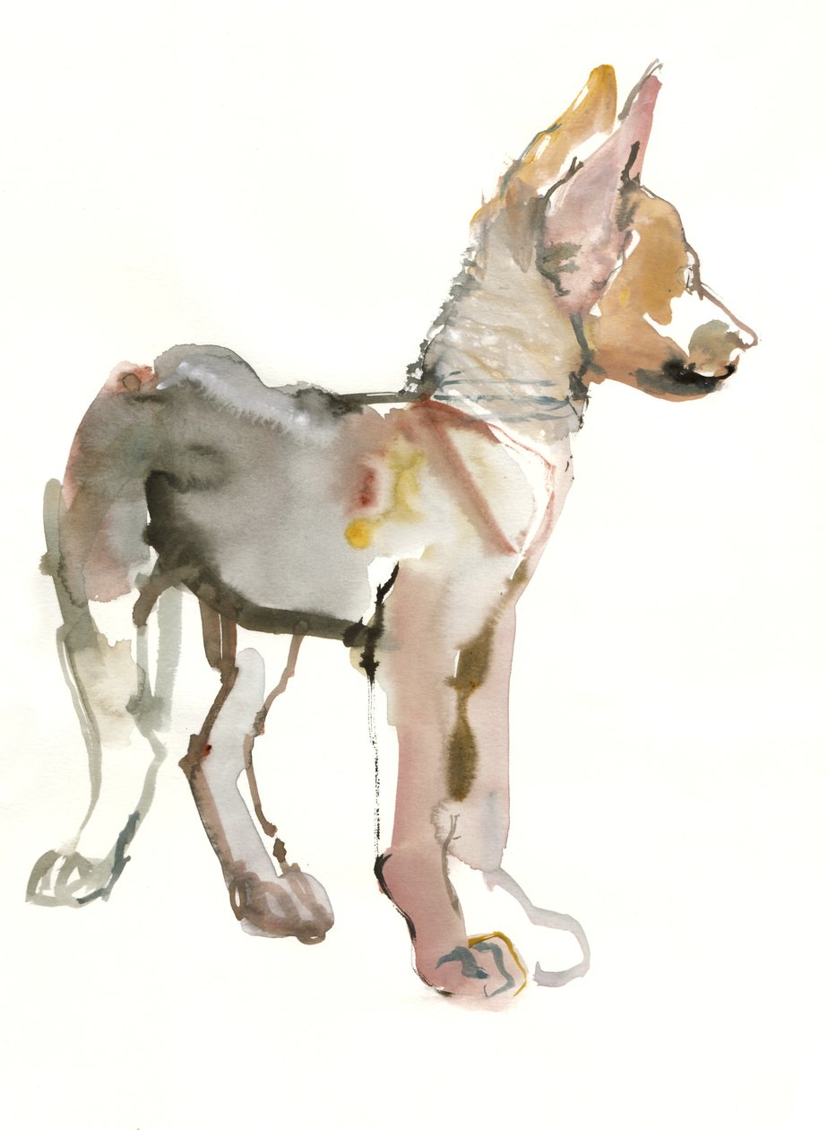 Waggle (arabisk vargvalp), 2011, (akvarell och gouache på papper) av Mark Adlington