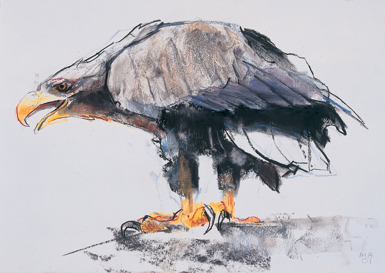 Havsörn, 2001 (charcoal und conte på papper) av Mark Adlington