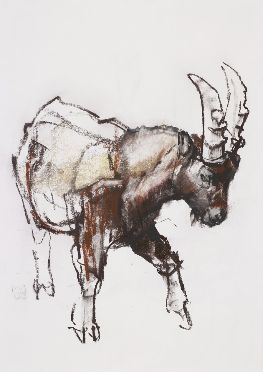 Young Ibex, Gran Paradiso, 2005 (charcoal und conte på papper) av Mark Adlington