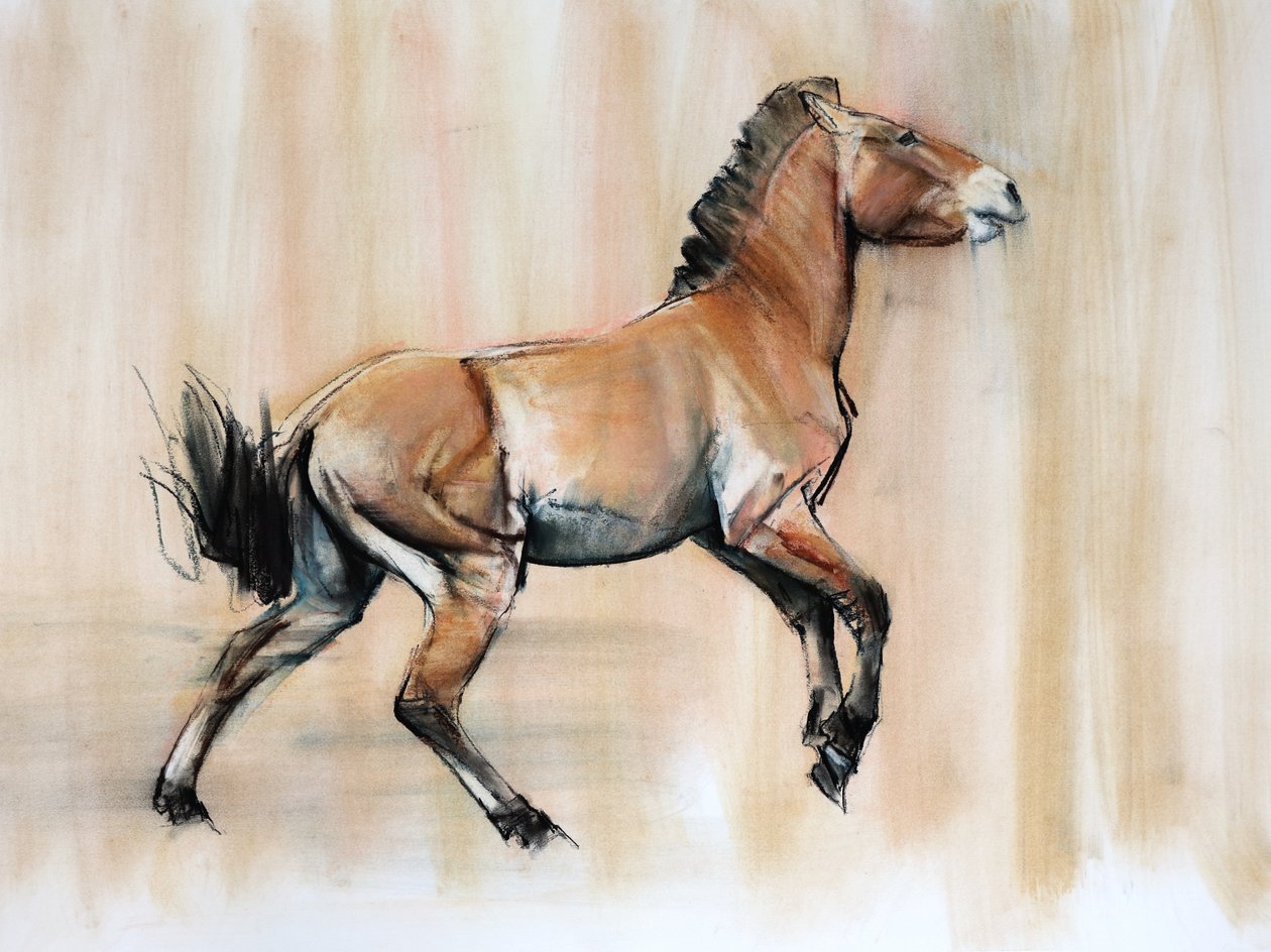 Young Stallion (Przewalski), 2014, (pastell och kol på papper) av Mark Adlington