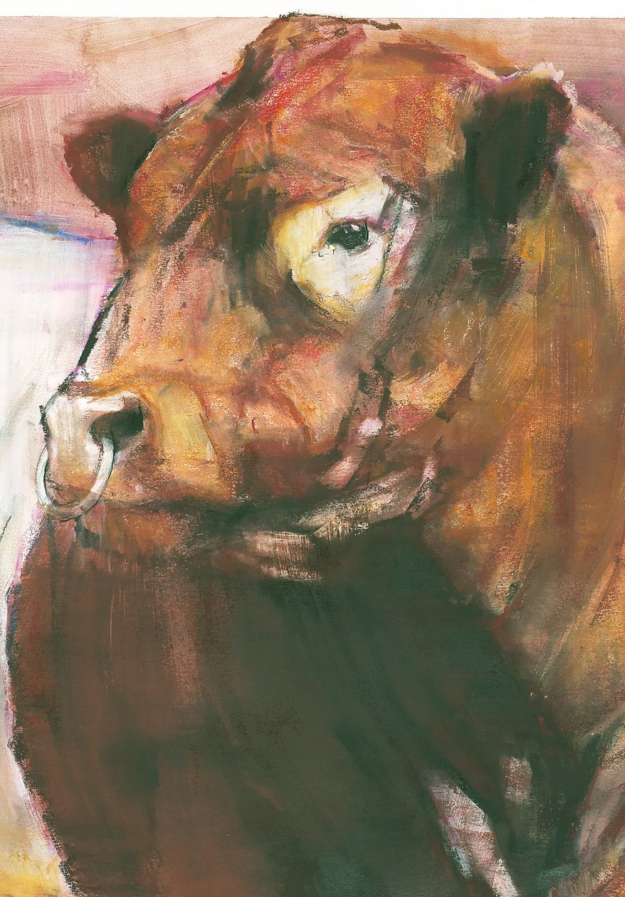 Zeus, Red Belted Galloway Bull, 2006 mixed media på pappersdetalj av 275255 av Mark Adlington